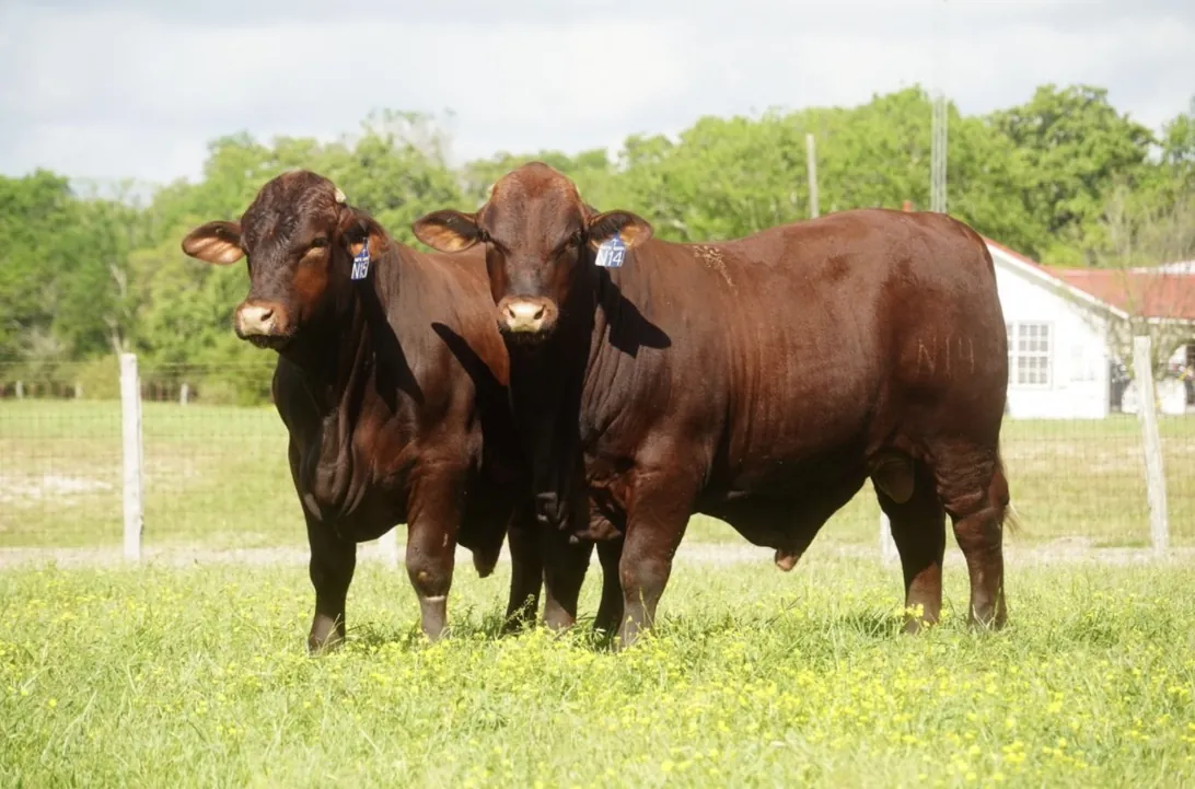 Dos toros reproductores en un rancho